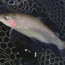 釣り初め ～大安トラウトレイク～